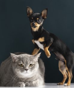 Perros/Gatos